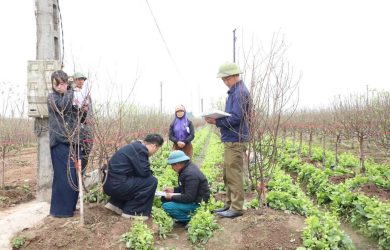 Ghi nhận khảo sát hiện trạng tại xã Hồng Vân (26/01-03/02/2026) phục vụ công tác chuẩn bị hồ sơ giải phóng mặt bằng.